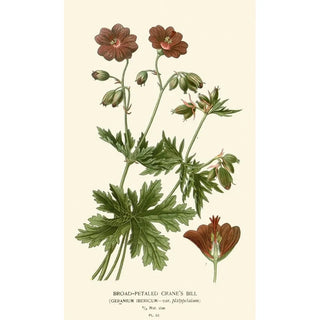 Edward Step - Broadpetaled Cranes Bill.webp