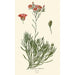 Calandrinia umbellata - Edward Step — näkymä teoksesta