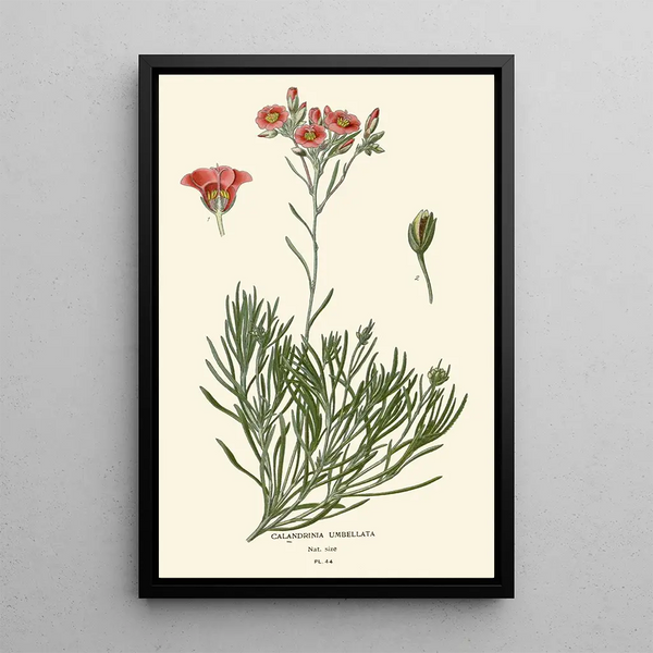 Calandrinia umbellata - Edward Step — kehystetty taideteos seinällä