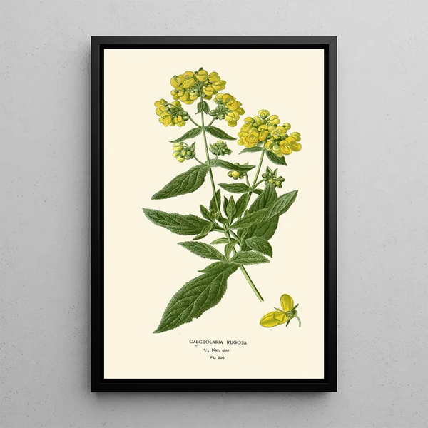 Maalauksen jäljennös Calceolaria rugosa - Edward Step