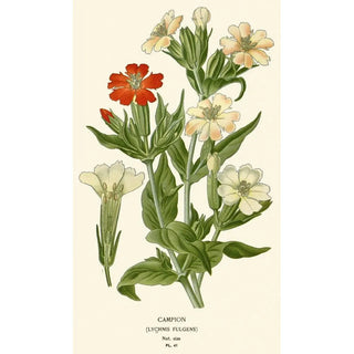 Edward Step - Campion.webp