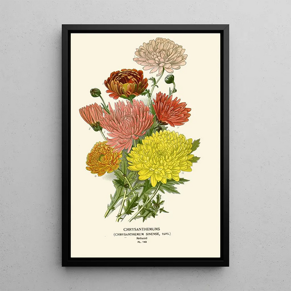 Maalauksen jäljennös Chrysanthème de Chine - Edward Step