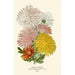 Chrysanthème-maalaus - Edward Step — näkymä teoksesta