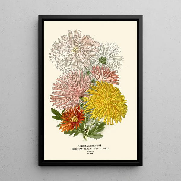 Chrysanthème-maalaus - Edward Step — kehystetty taideteos seinällä