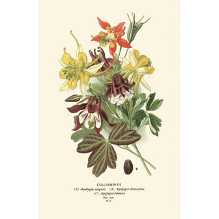 Edward Step - Columbines.webp