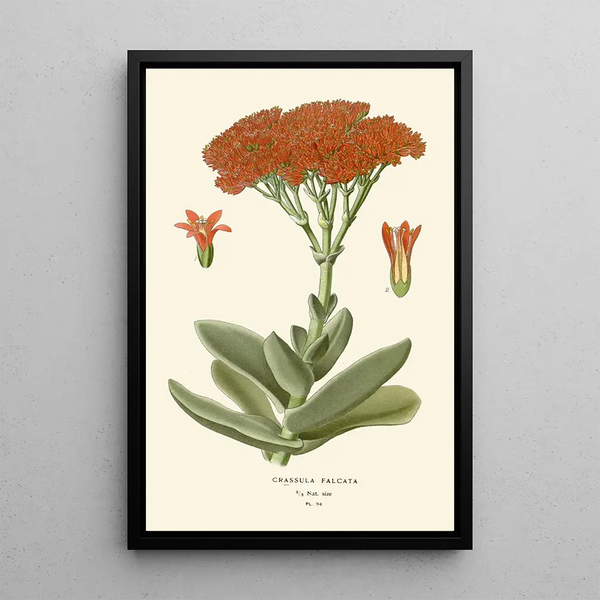 Crassula falcata - Edward Step — kehystetty taideteos seinällä