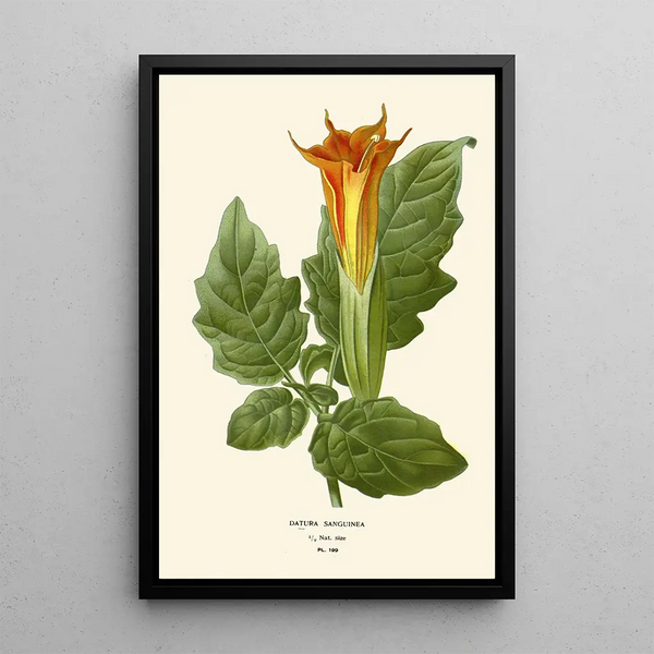 Maalauksen jäljennös Datura sanguinea - Edward Step