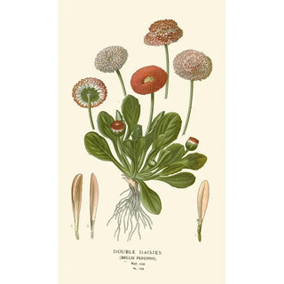 Edward Step - Double Daisies.webp