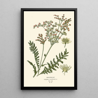 Edward Step - Dropwort.webp