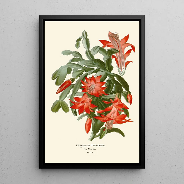 Maalauksen jäljennös Epiphyllum truncatum - Edward Step