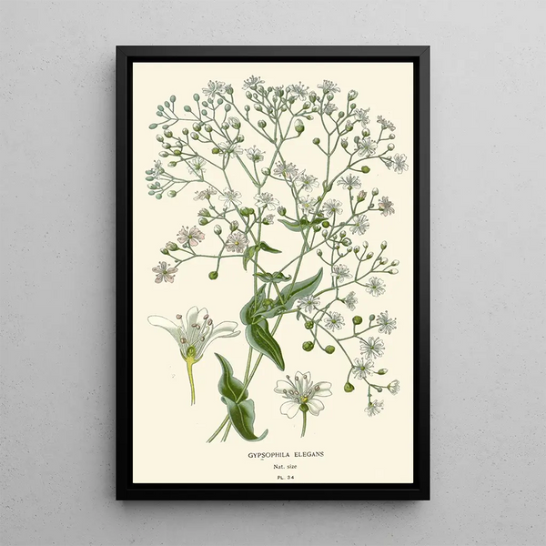 Tyylikäs gypsophile-maalaus - Edward Step — kehystetty taideteos seinällä