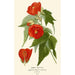 Abutilon hybridi - Edward Step — näkymä teoksesta