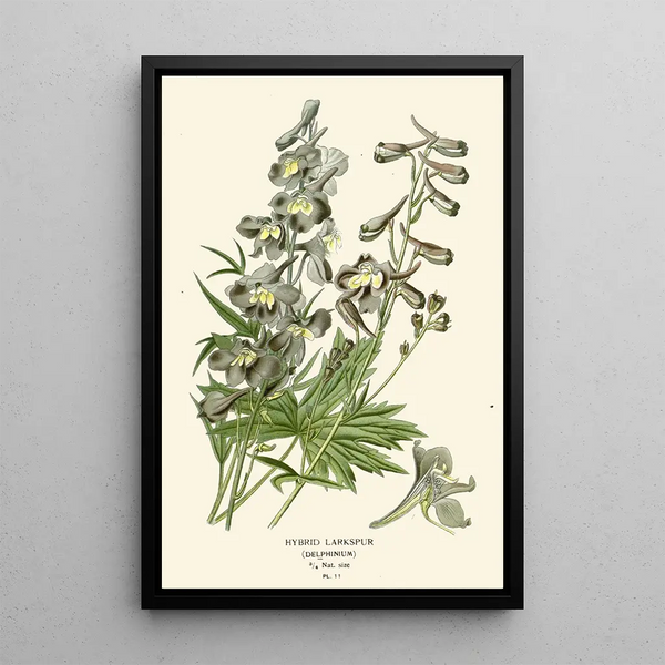 Maalauksen jäljennös Delphinium hybrid - Edward Step