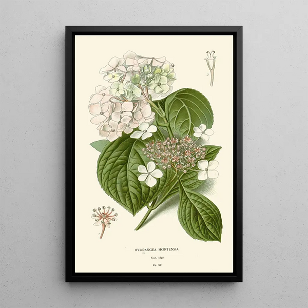 Hortensia-maalaus - Edward Step — kehystetty taideteos seinällä