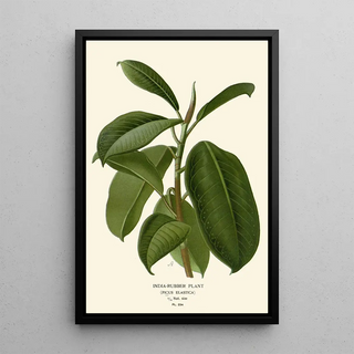 Edward Step - IndiaRubber Plant.webp