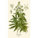 Japanilainen aralia - Edward Step — näkymä teoksesta