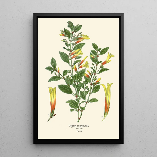 Libonia floribunda - Edward Step — kehystetty taideteos seinällä