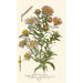 Asters de la Saint-Michel - Edward Step — näkymä teoksesta