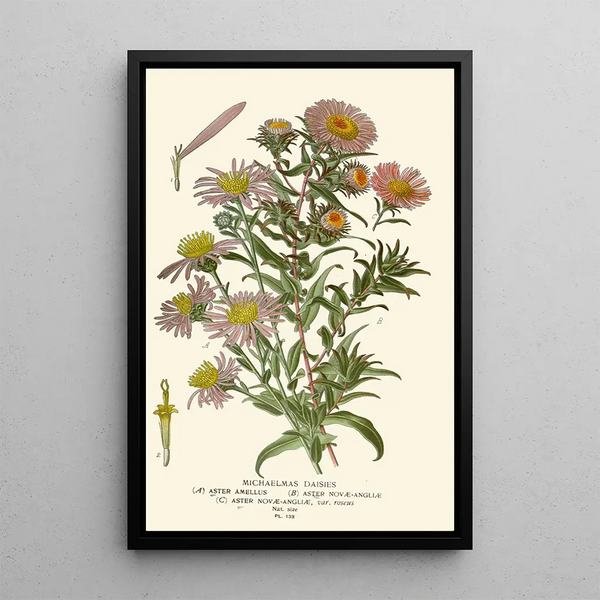 Asters de la Saint-Michel - Edward Step — kehystetty taideteos seinällä
