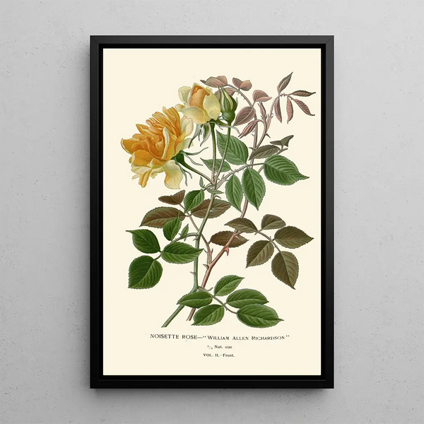 Maalauksen jäljennös Rose Noisette - Edward Step