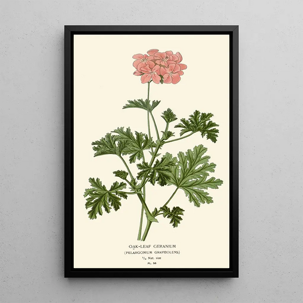 Maalauksen jäljennös Edward Stepin tammenlehtinen geranium-maalaus
