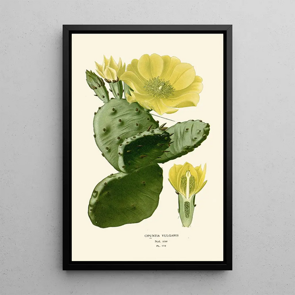 Maalauksen jäljennös Opuntia vulgaris - Edward Step