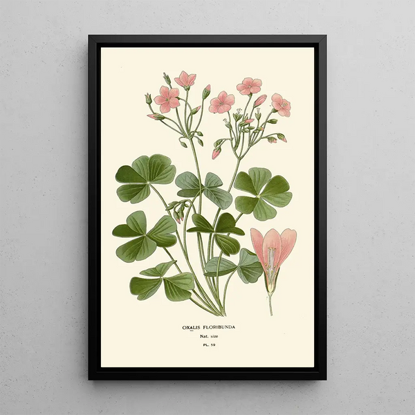 Maalauksen jäljennös Oxalis floribunda - Edward Step