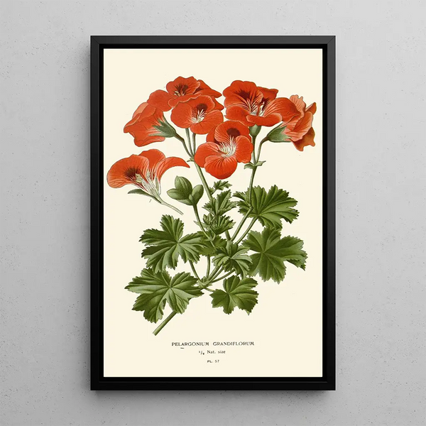 Pélargonium grandiflorum - Edward Step — kehystetty taideteos seinällä