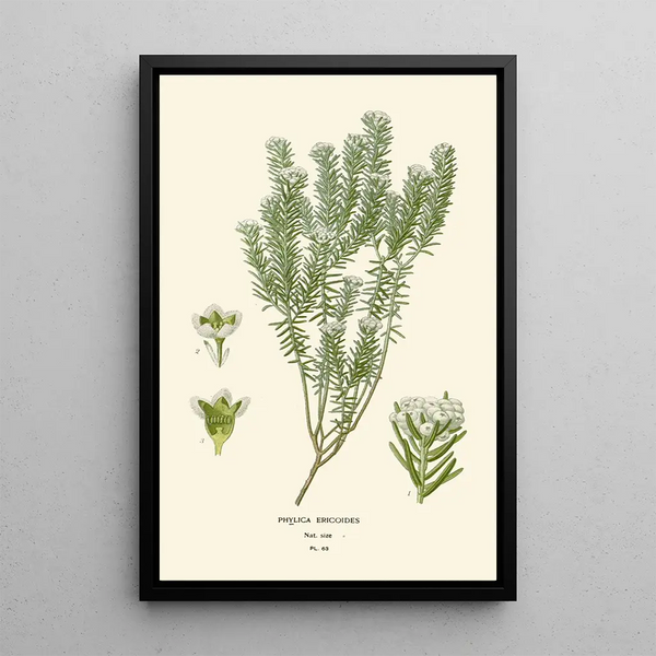 Maalauksen jäljennös Phylica ericoides - Edward Step