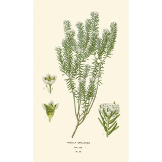Edward Step - Phylica Ericoides.webp