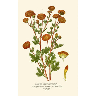 Edward Step - Pompon Chrysanthemum.webp