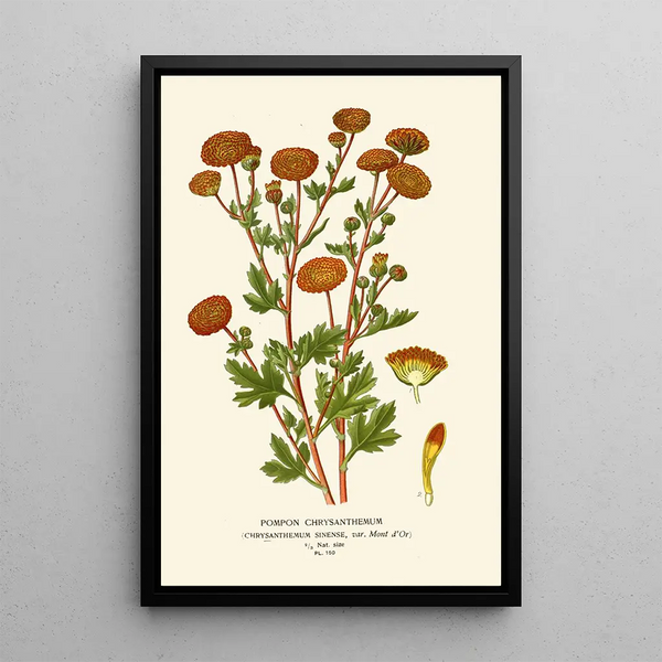 Chrysanthémin pompon- - Edward Step — kehystetty taideteos seinällä