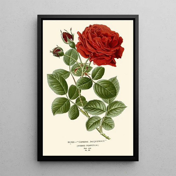 Maalauksen jäljennös Rose Général Jacqueminot - Edward Step