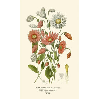 Edward Step - Rosy Everlasting Flower.webp