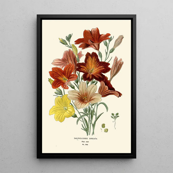 Salpiglossis Sinuata - Edward Step — kehystetty taideteos seinällä