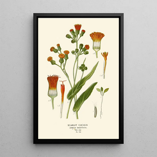 Edward Step - Scarlet Cacalia.webp