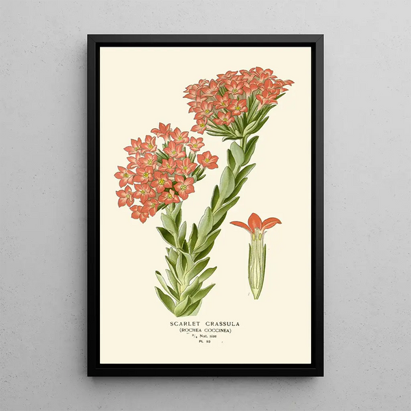 Crassula Écarlate - Edward Step — kehystetty taideteos seinällä
