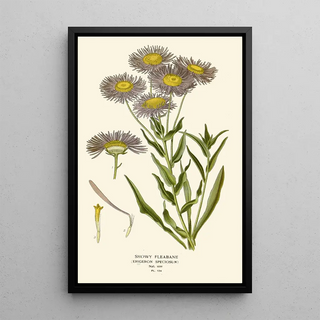 Edward Step - Showy Fleabane.webp