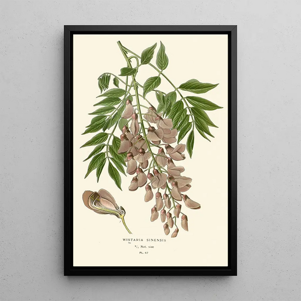Maalauksen jäljennös Glycine de Chine - Edward Step