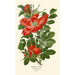 Rose-rippeinen maalaus - Edward Step — näkymä teoksesta