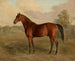 Pic du Kentucky - Edward Troye — näkymä teoksesta