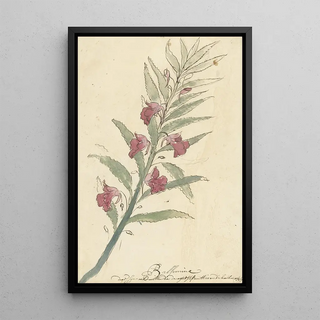 Elias van Nijmegen - Balsemien.webp