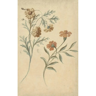 Elias van Nijmegen - Bloemstudie van een rode en een bruine bloem.webp