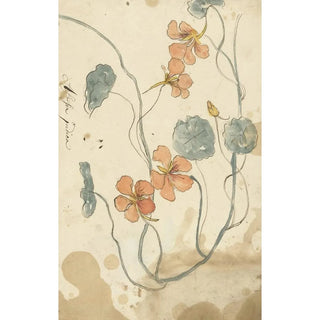 Elias van Nijmegen - Oostindische kers.webp