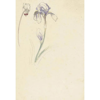 Elias van Nijmegen - Studie van iris en cyclaam.webp