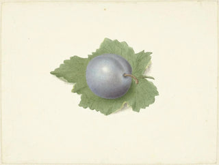 Prune sur une feuille - Elisabeth Geertruida van de Kasteele — näkymä teoksesta