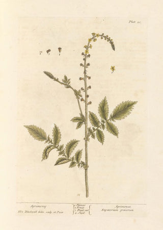 Elizabeth Blackwell - Agrimony.webp
