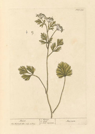 Elizabeth Blackwell - Anise.webp