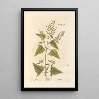 Elizabeth Blackwell - Arrach.webp