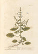 Basilic - Elizabeth Blackwell — näkymä teoksesta